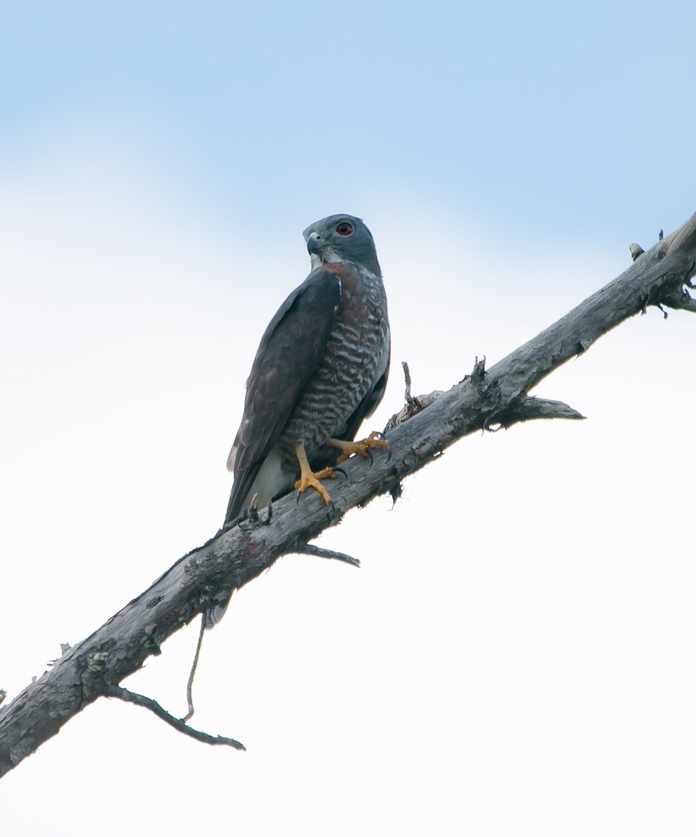 Double-toothed Kite - ML210381431