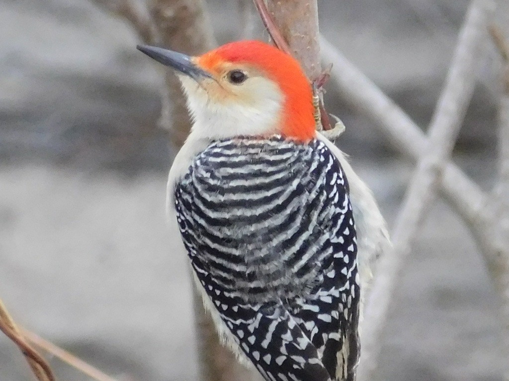 Red-bellied Woodpecker - Thomas Mudd