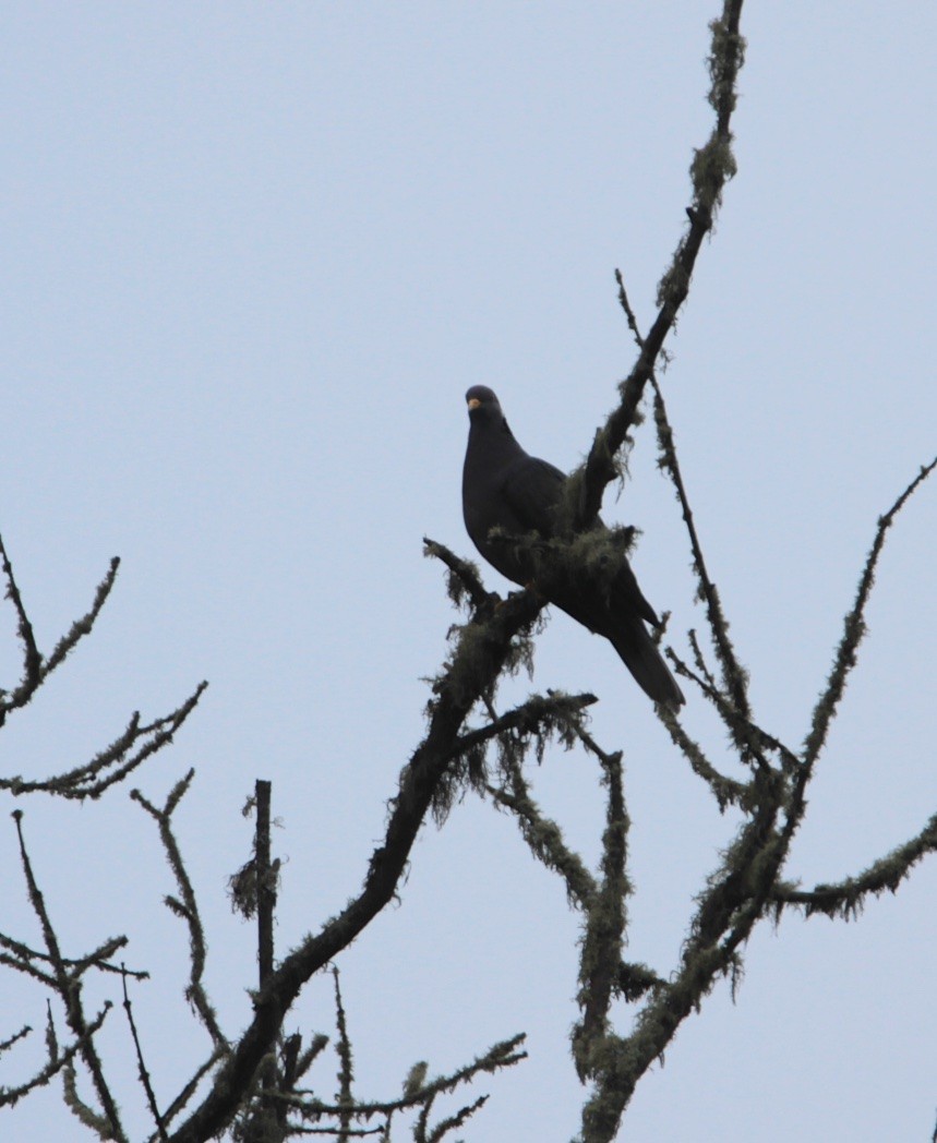 Band-tailed Pigeon - ML210383461