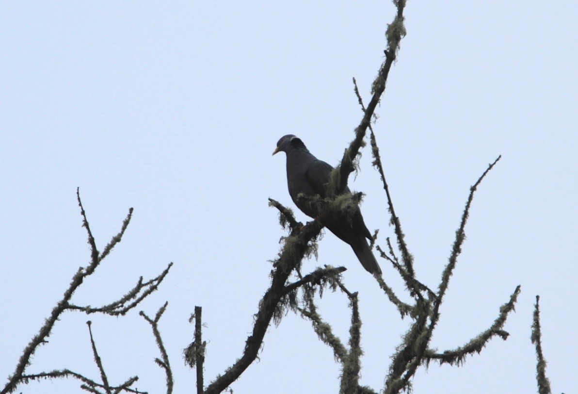 Band-tailed Pigeon - ML210383481