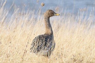 Taiga Bean-Goose, ML21038351
