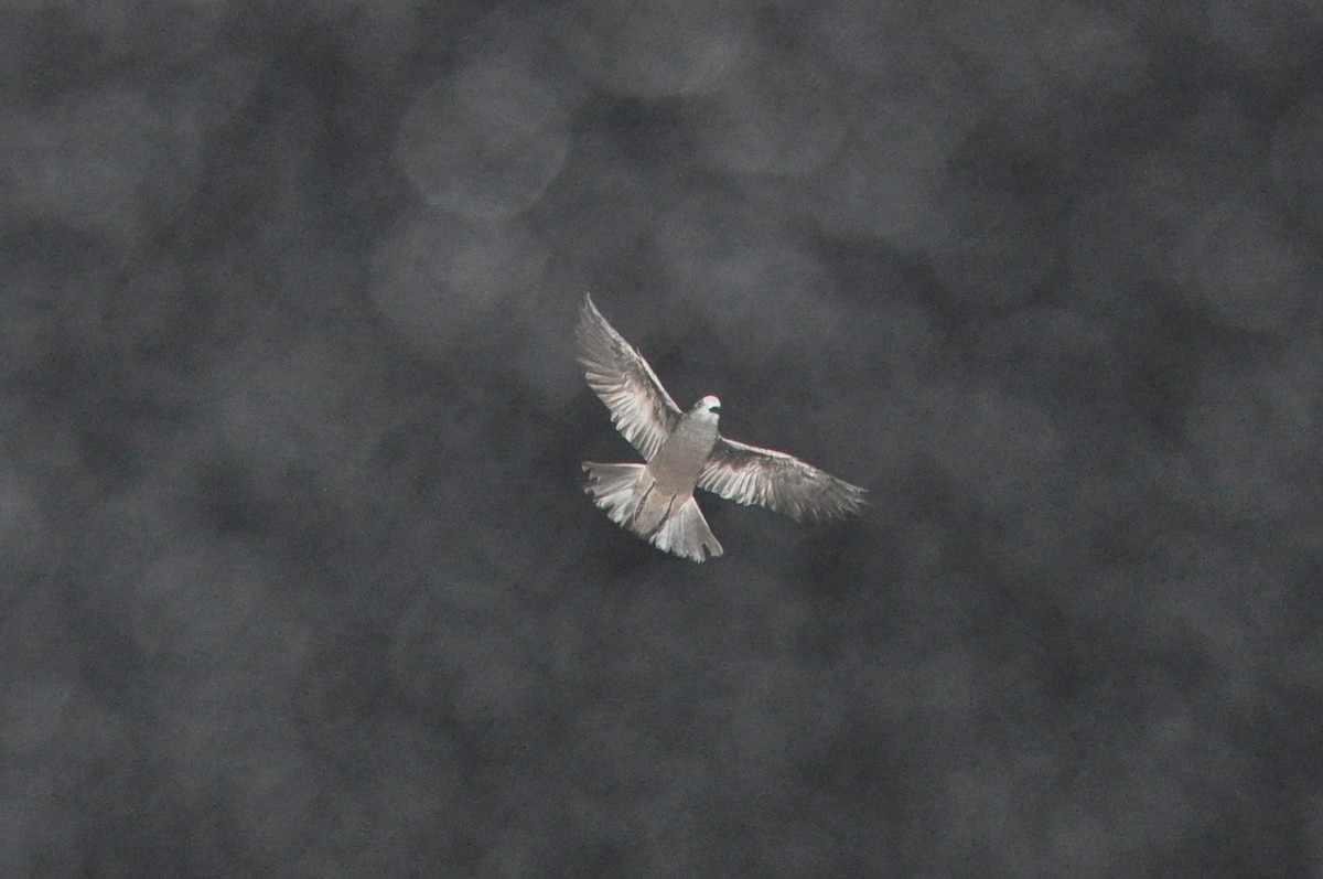 Fork-tailed Storm-Petrel - ML21038391