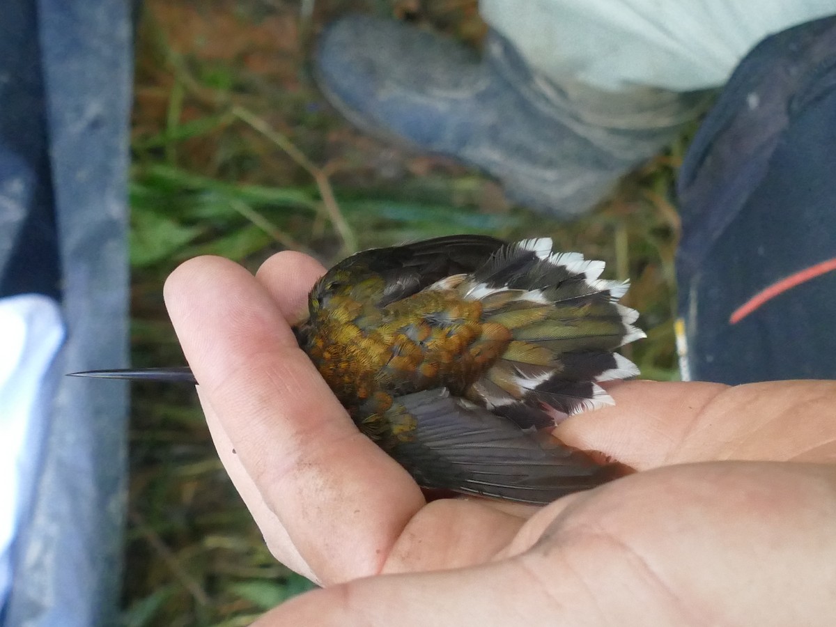 Полосатохвостый колибри-отшельник - ML210385181
