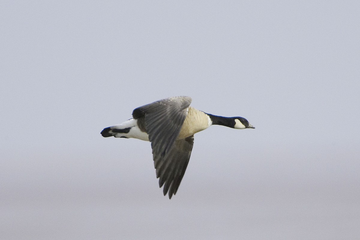 Cackling Goose (Richardson's) - ML21038691