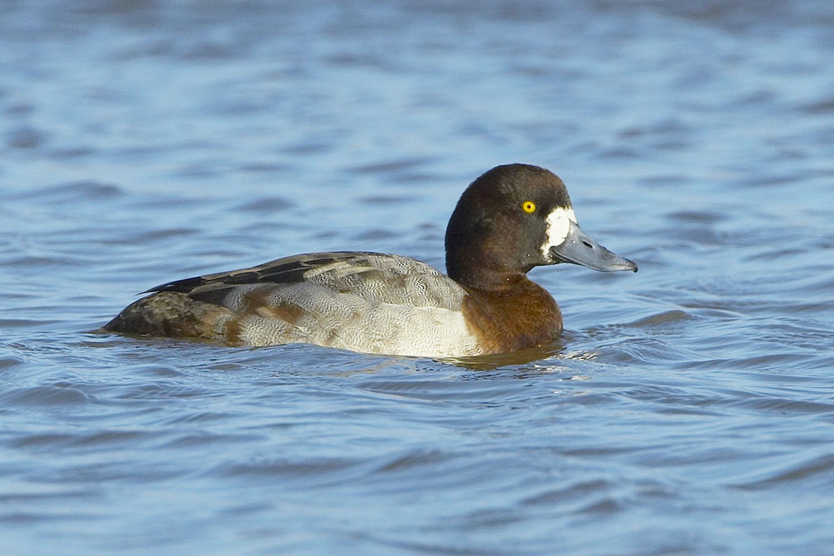 Greater Scaup - ML21038751