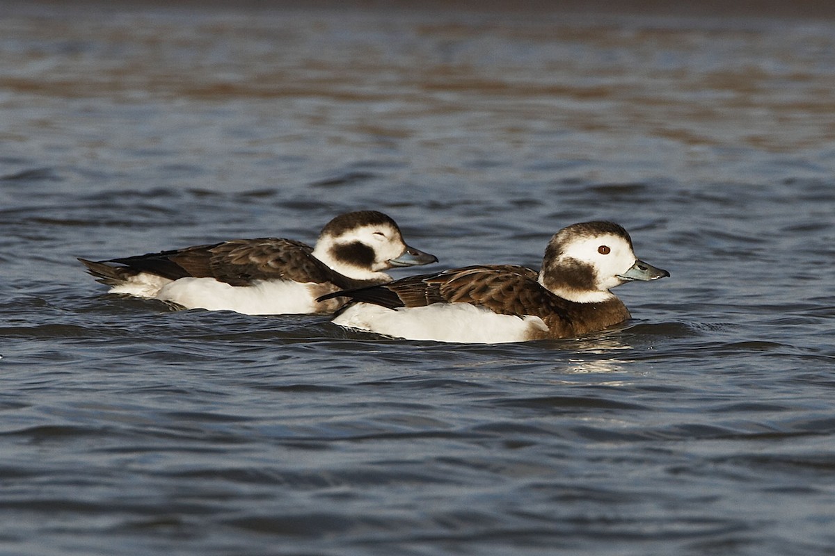 Long-tailed Duck - ML21038761