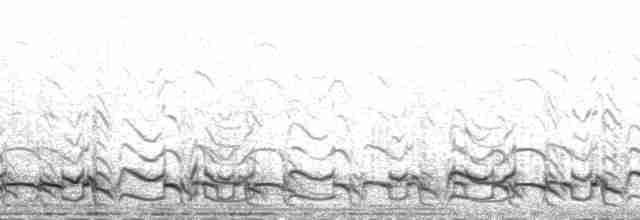 Puna Tinamou - ML210388