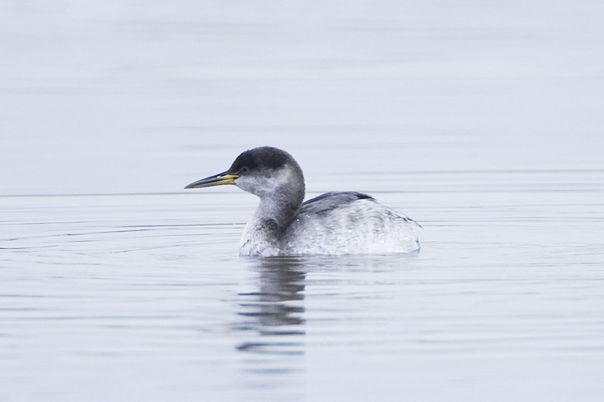 Red-necked Grebe - ML21038841