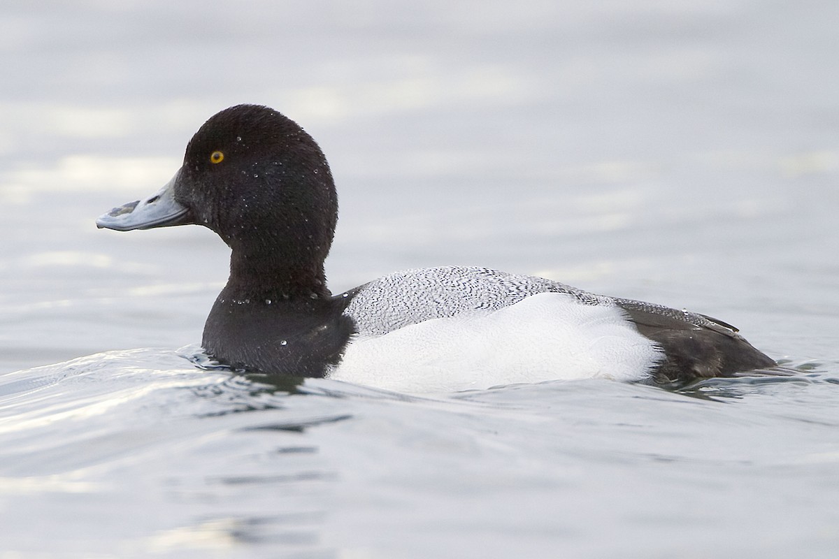 Greater Scaup - ML21038861