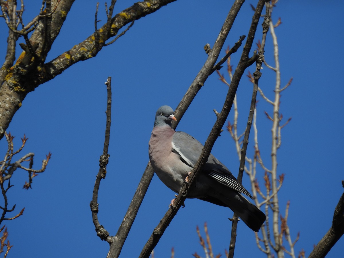 Common Wood-Pigeon - ML210397151
