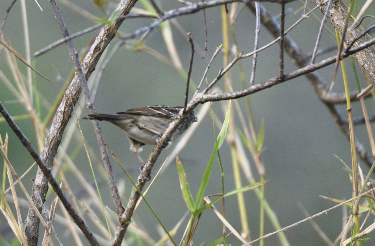 White-throated Sparrow - Gloria Markiewicz