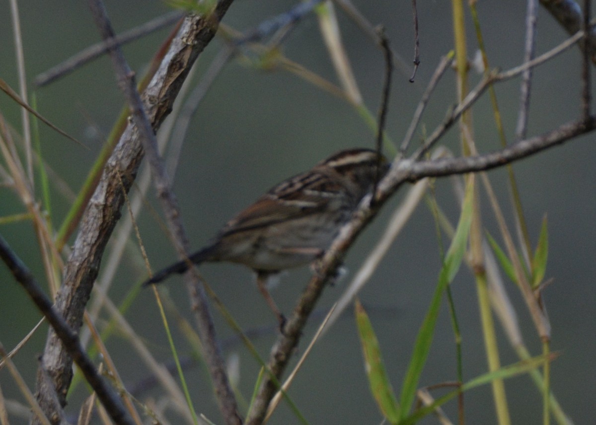 White-throated Sparrow - Gloria Markiewicz