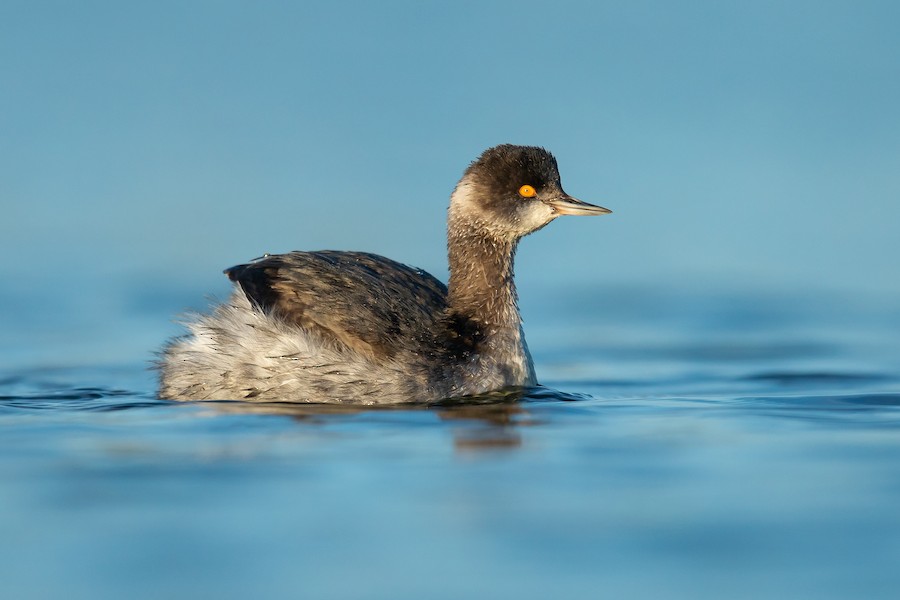 Eared Grebe