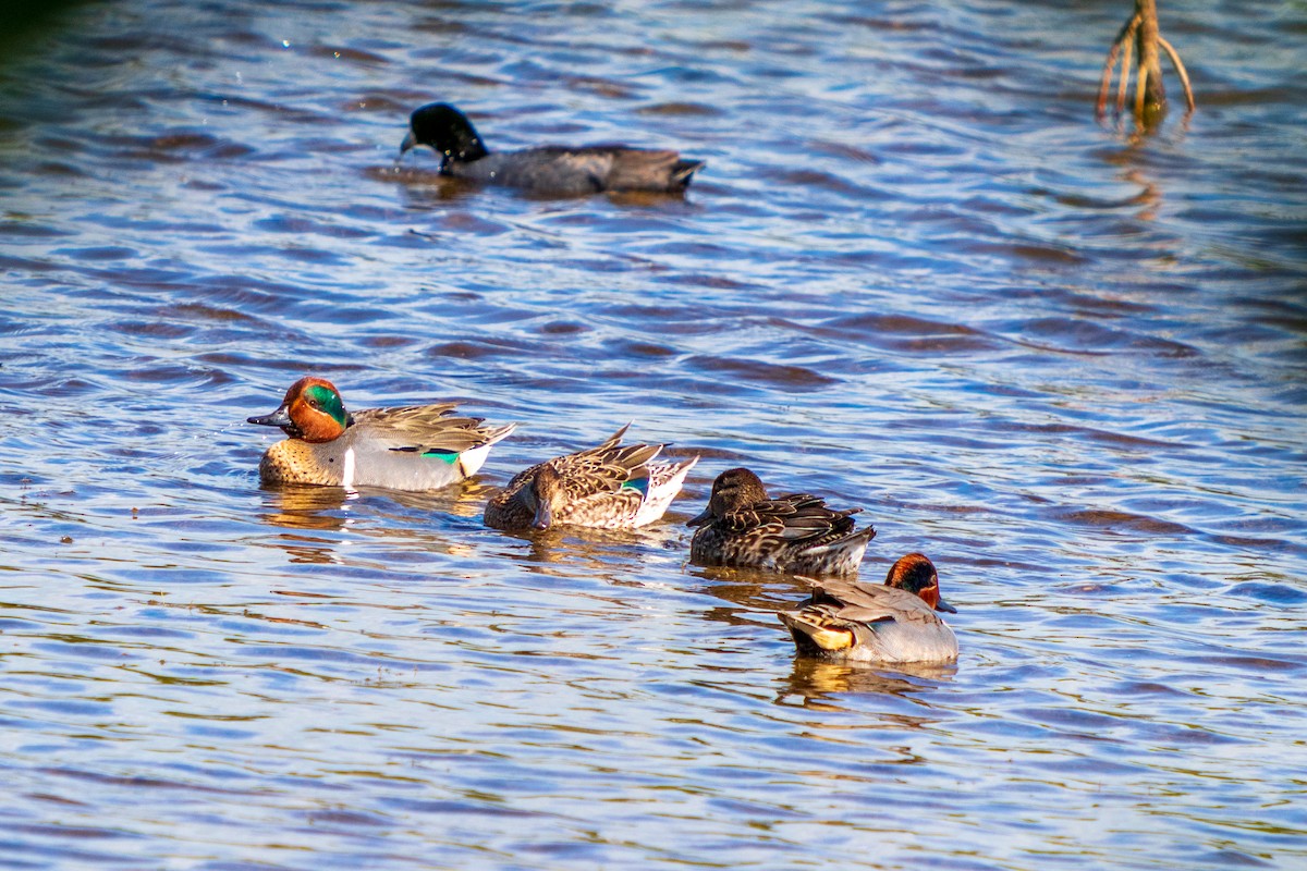 Green-winged Teal - ML210413681