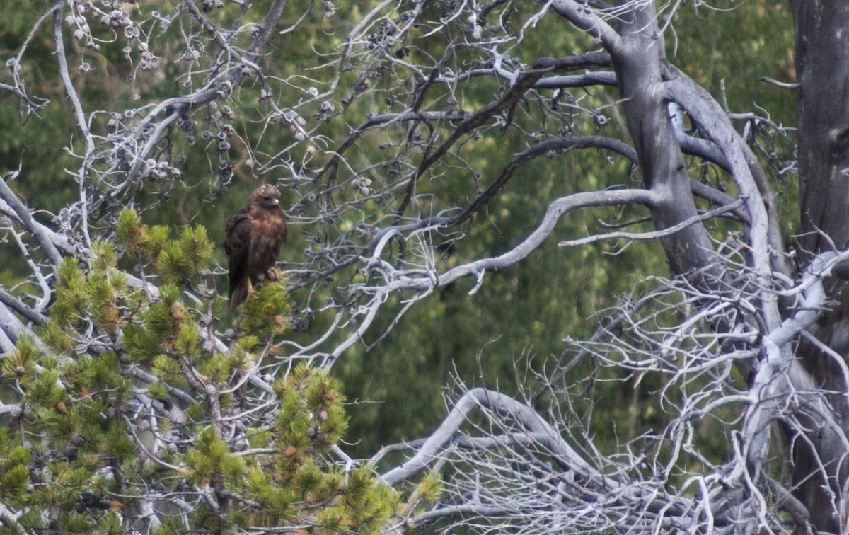 Red-tailed Hawk - ML210417301