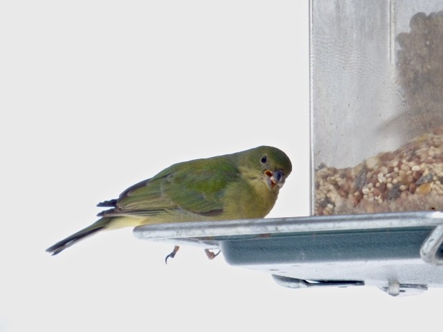 Painted Bunting - ML210419611