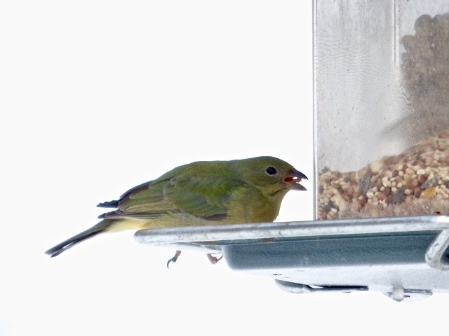 Painted Bunting - ML210419621