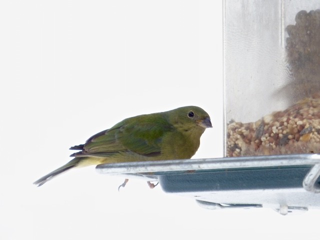 Painted Bunting - ML210419631