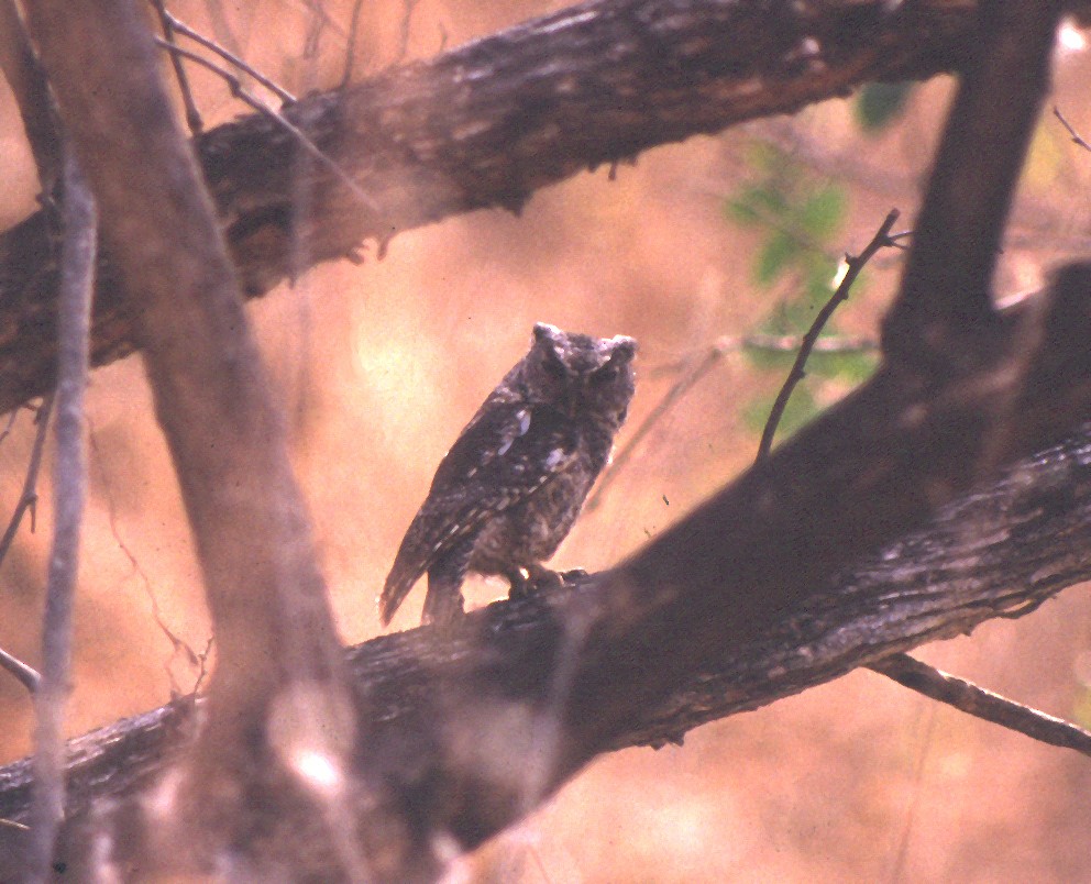 Peruvian Screech-Owl - ML210420161