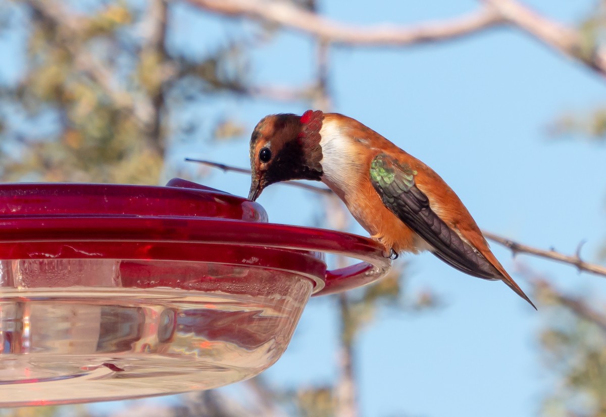Rufous Hummingbird - Debra Craig