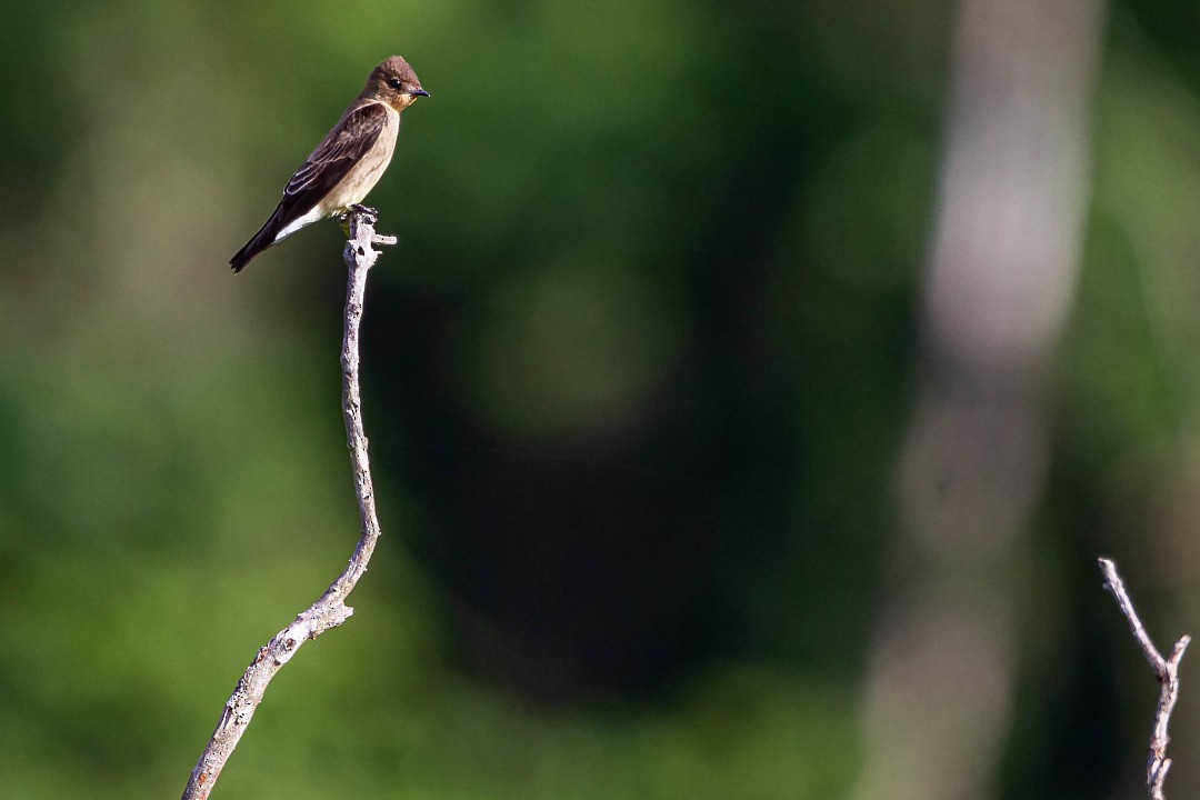 Southern Rough-winged Swallow - LAERTE CARDIM