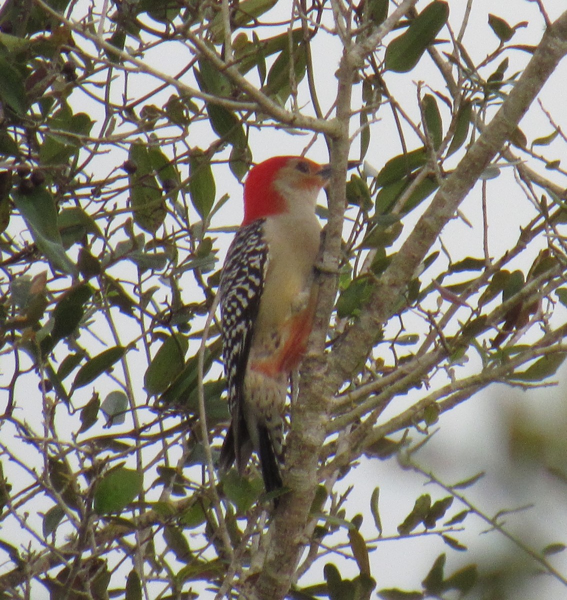 Red-bellied Woodpecker - ML210437411