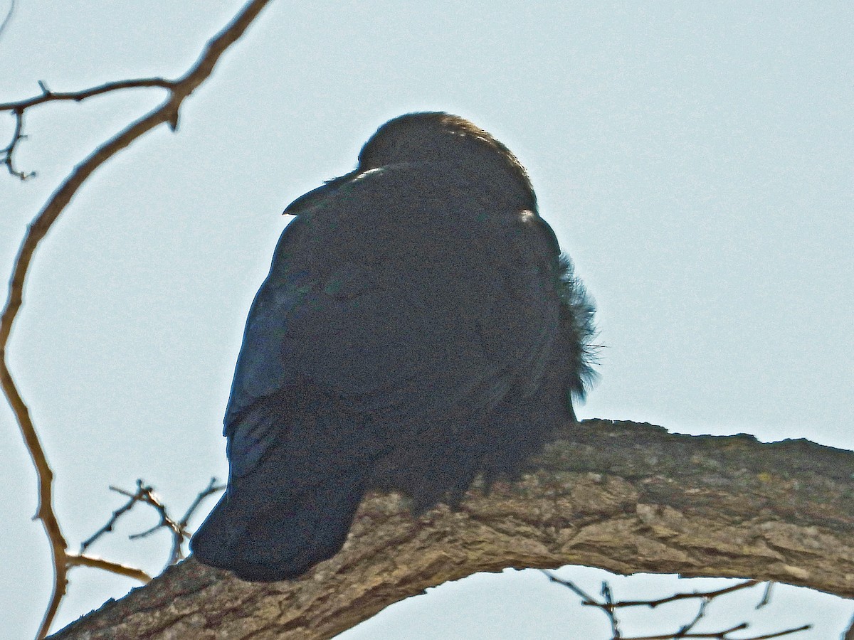 American Crow - ML210438141