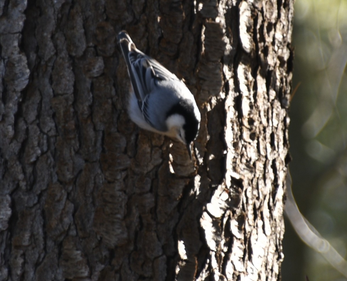 White-breasted Nuthatch (Eastern) - Randy Bodkins