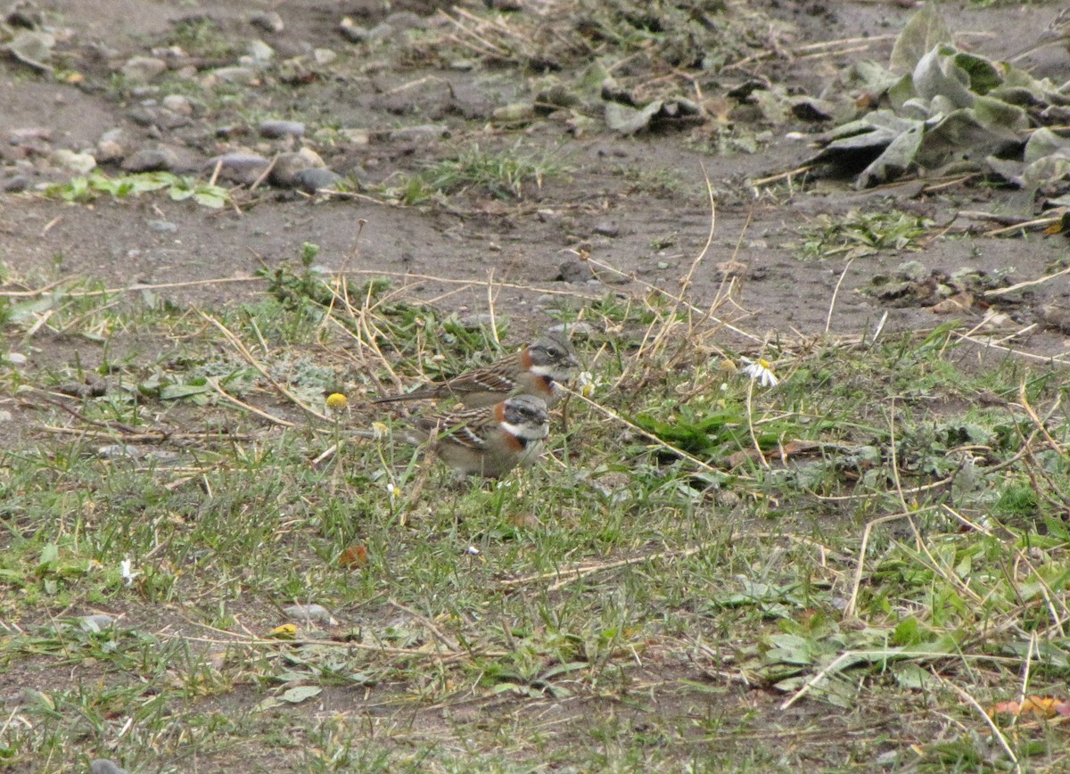 Rufous-collared Sparrow - ML21043991