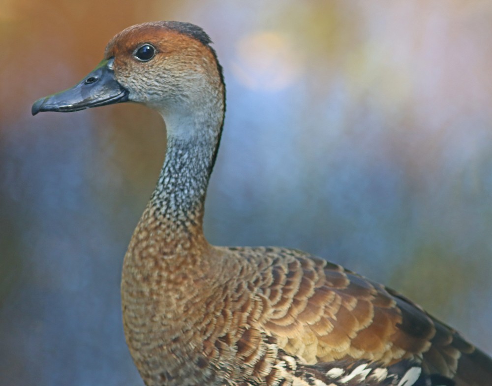 West Indian Whistling-Duck - ML210442501