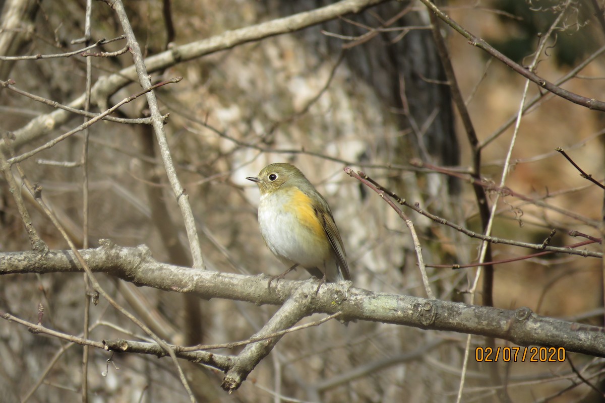 Red-flanked Bluetail - ML210442821