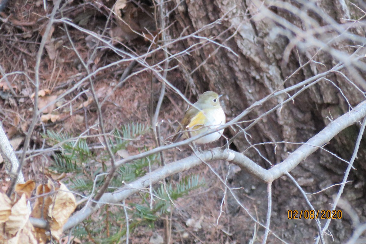 Red-flanked Bluetail - ML210443991