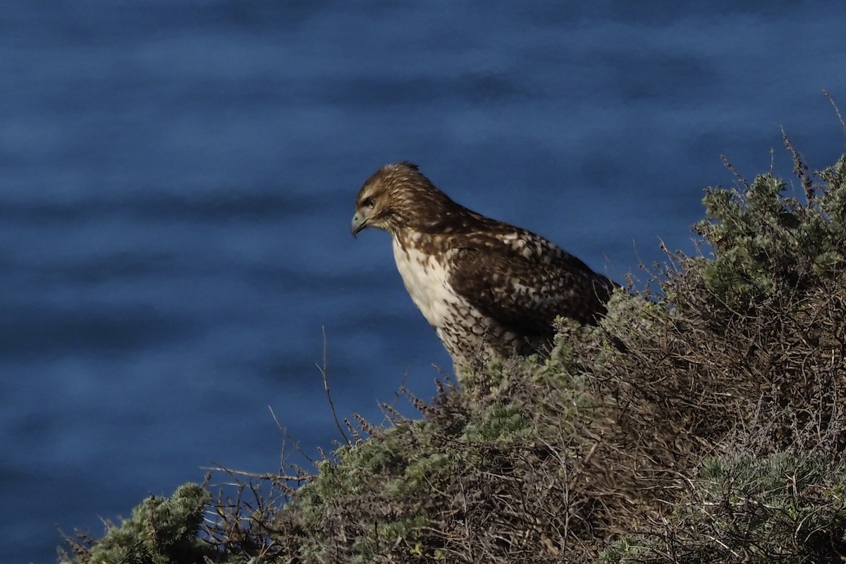 Red-tailed Hawk - ML210446711