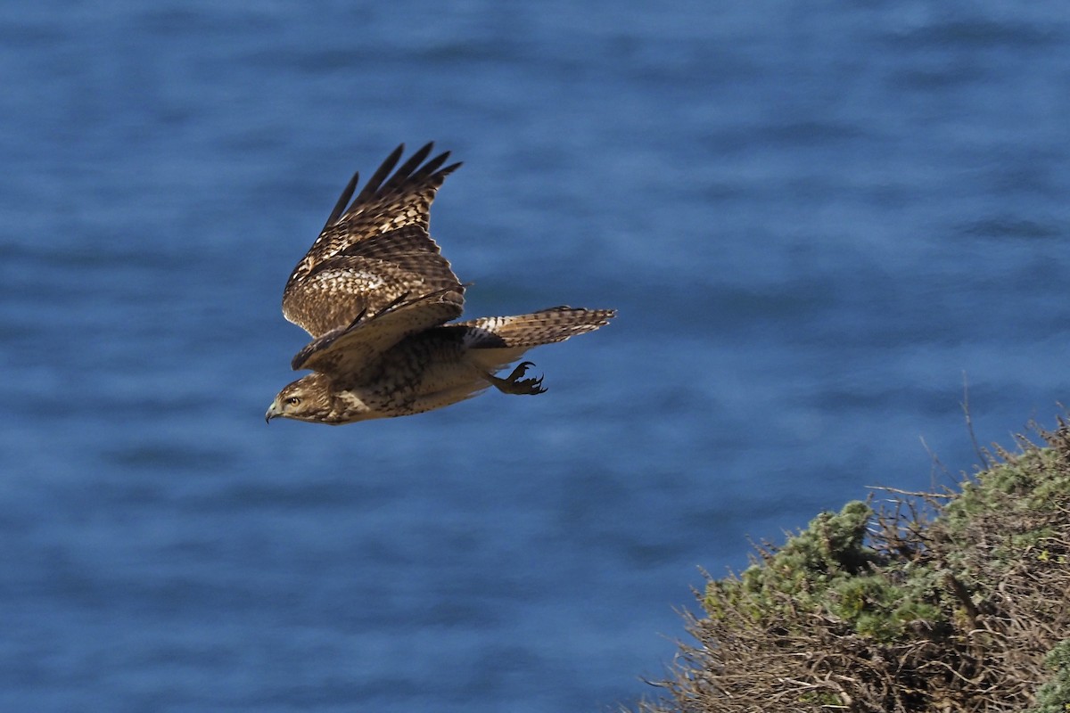 Red-tailed Hawk - ML210446721