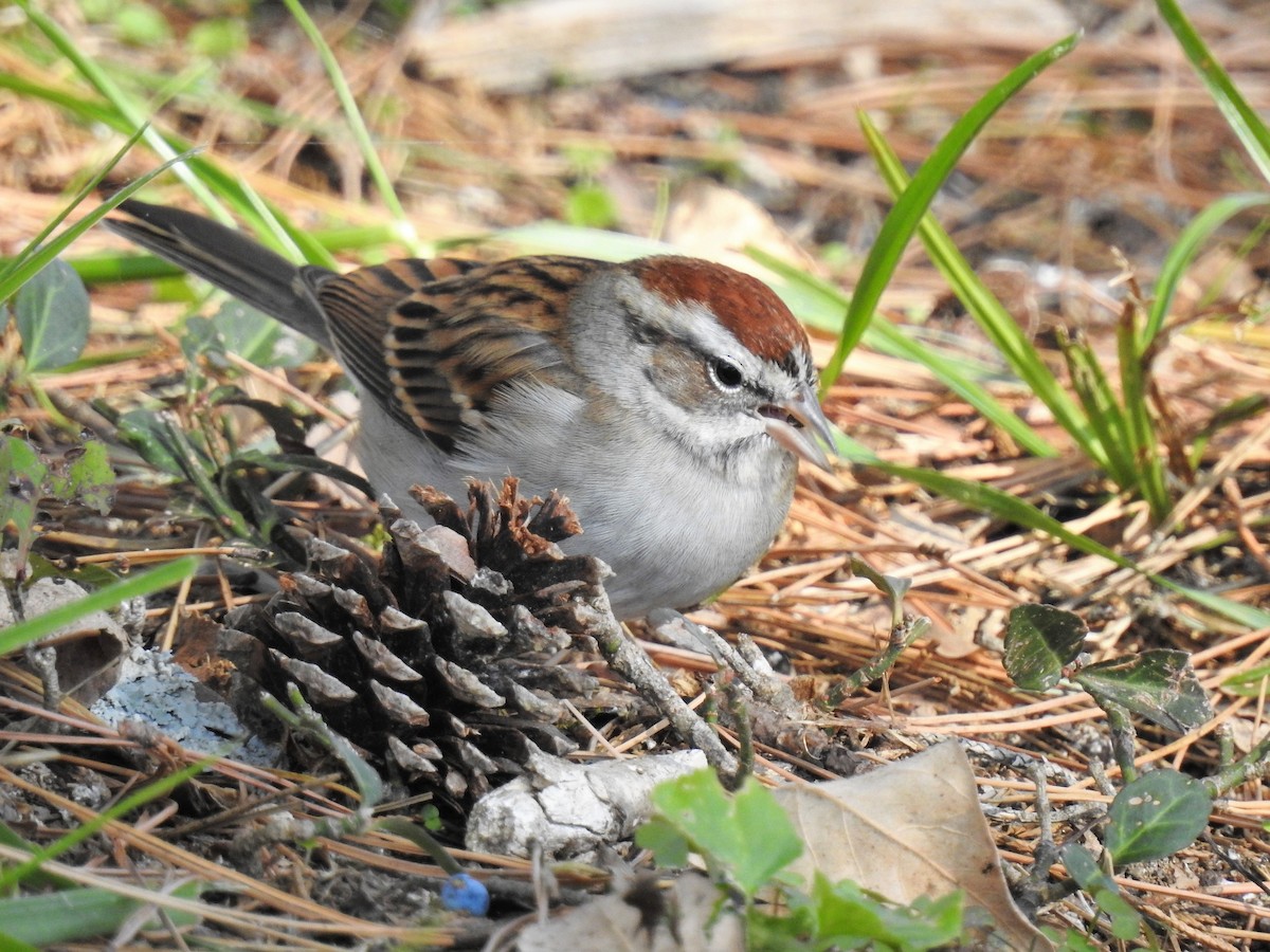 Chipping Sparrow - ML210447151