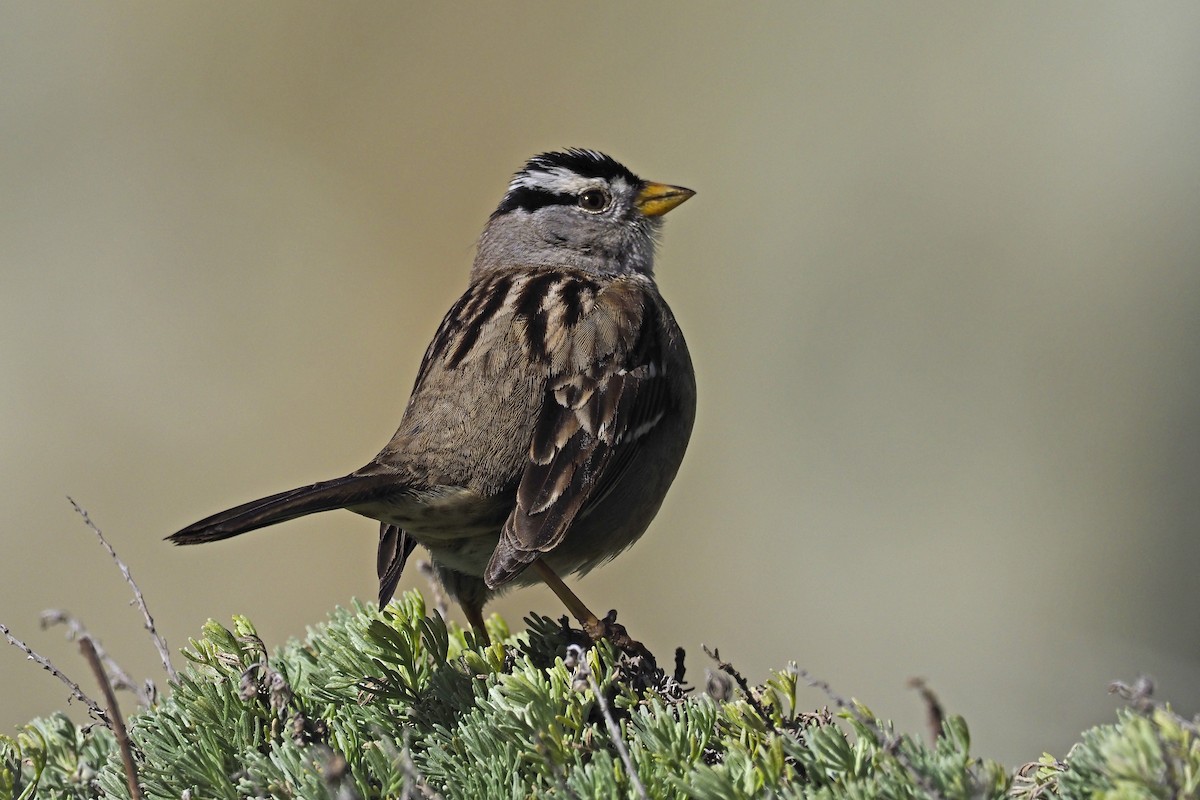 White-crowned Sparrow - ML210447261