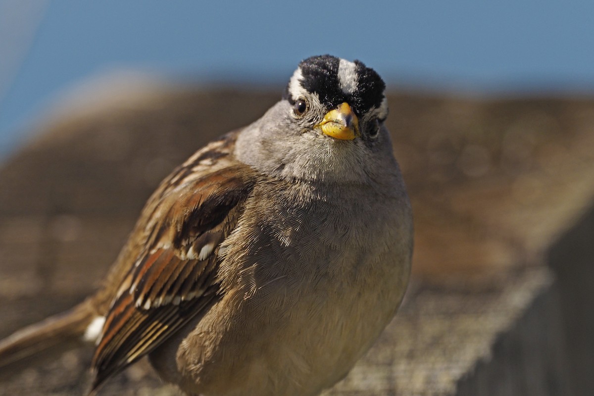 White-crowned Sparrow - ML210447281