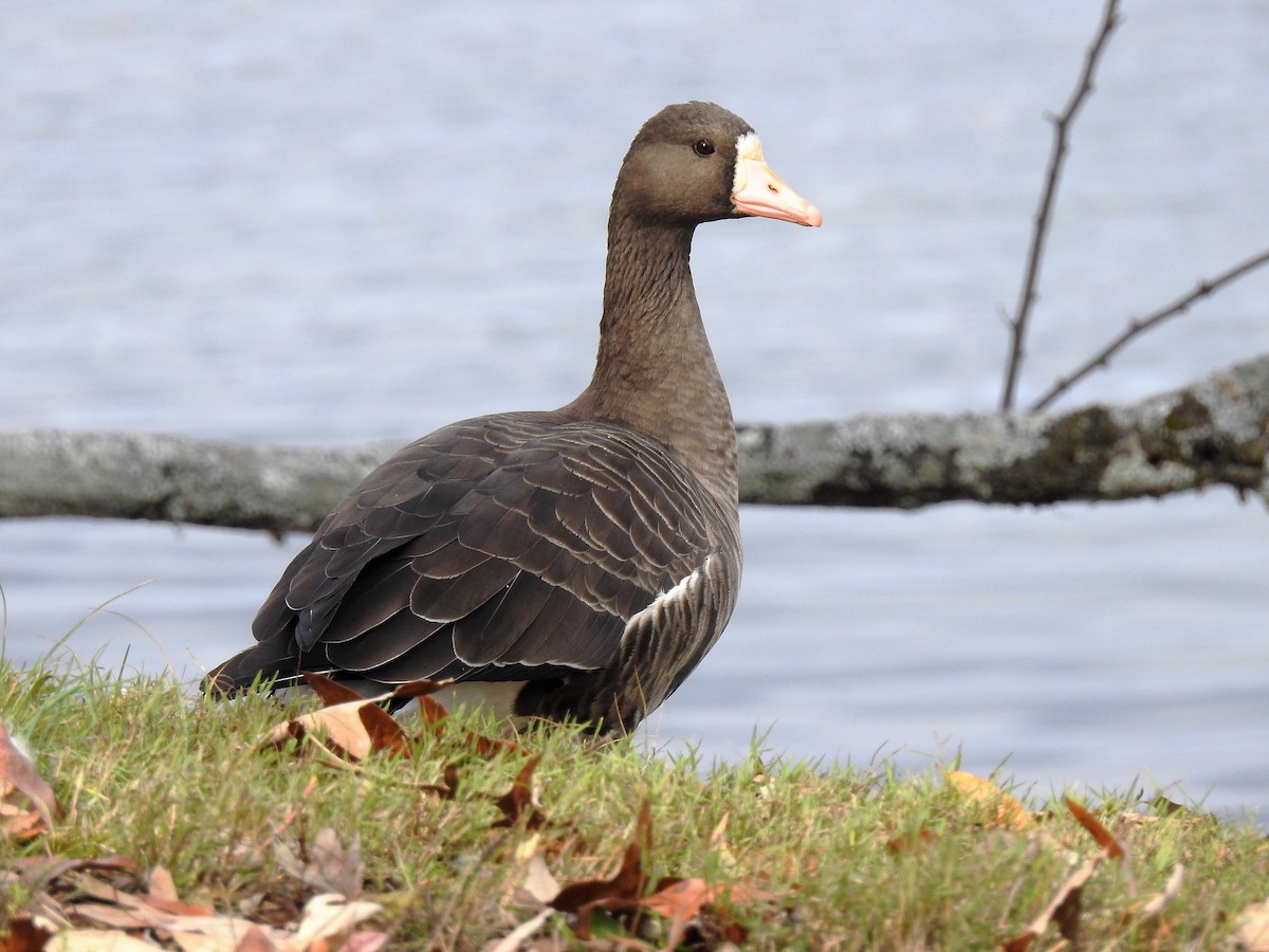 Greater White-fronted Goose - ML210450601