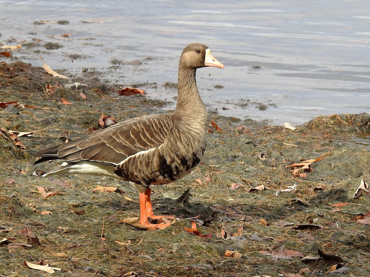Greater White-fronted Goose - ML210450651