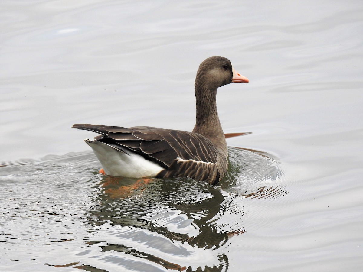 Greater White-fronted Goose - ML210450841