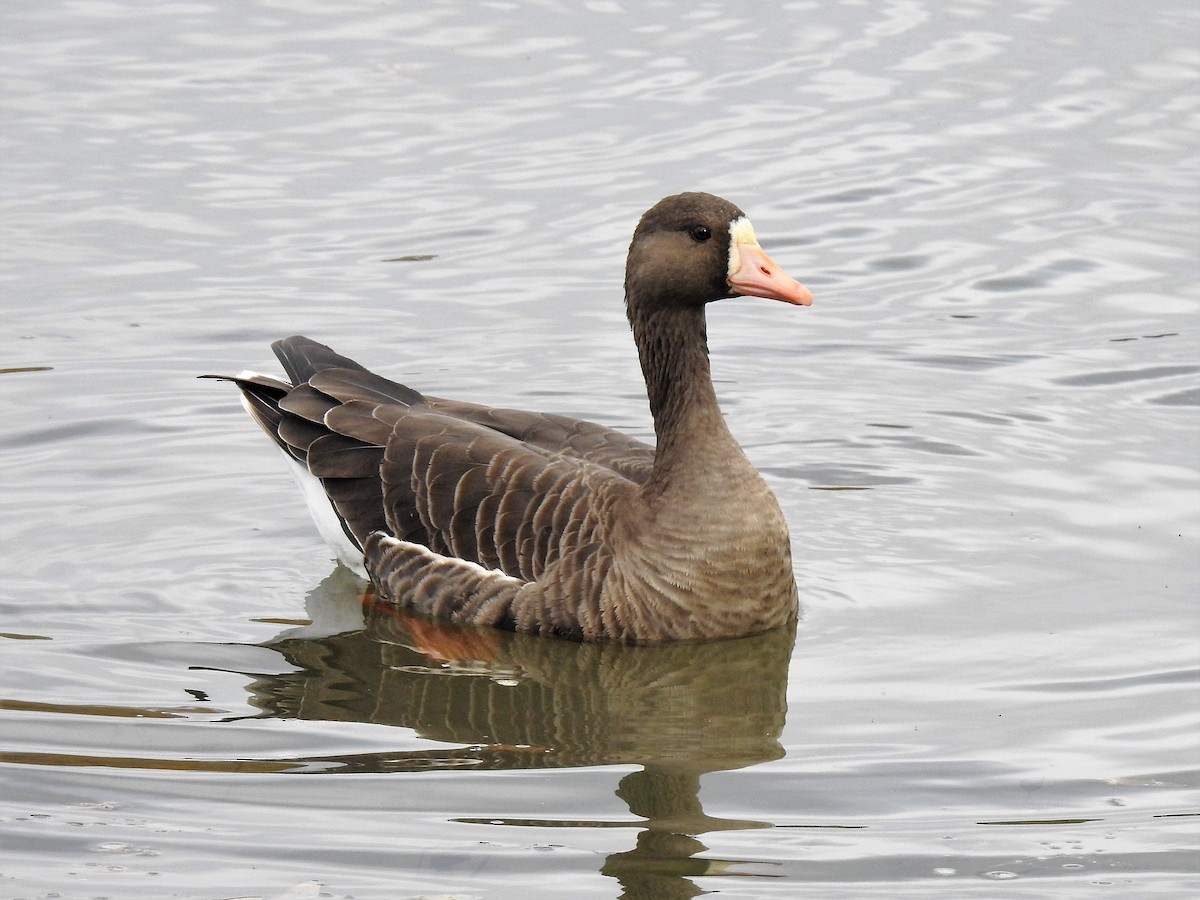 Greater White-fronted Goose - ML210450871