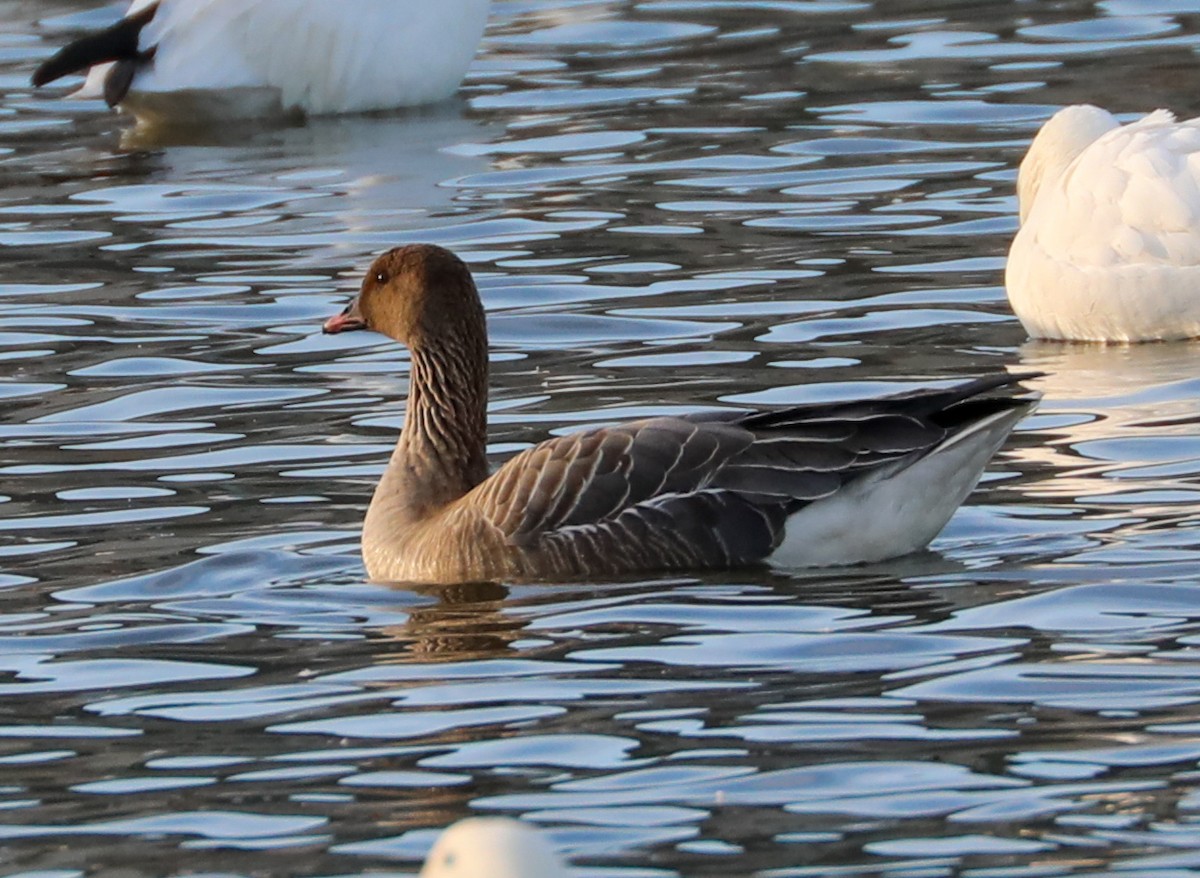 Pink-footed Goose - Anonymous
