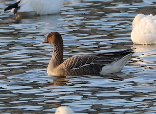 Pink-footed Goose, ML210453821
