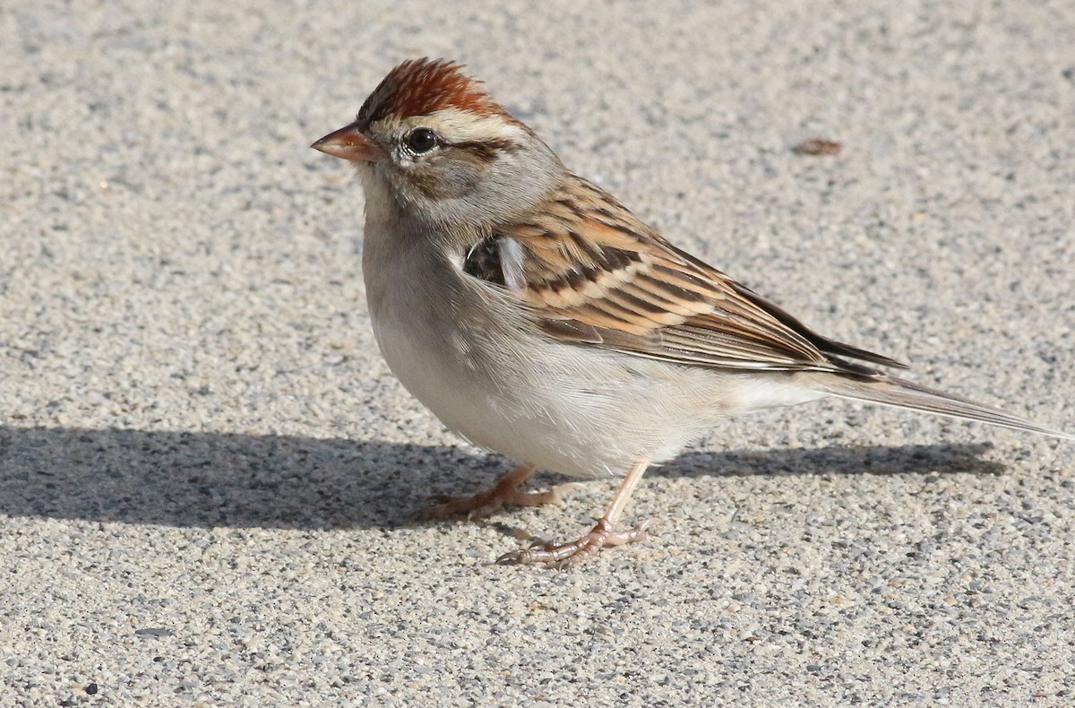 Chipping Sparrow - Robert Baumbach