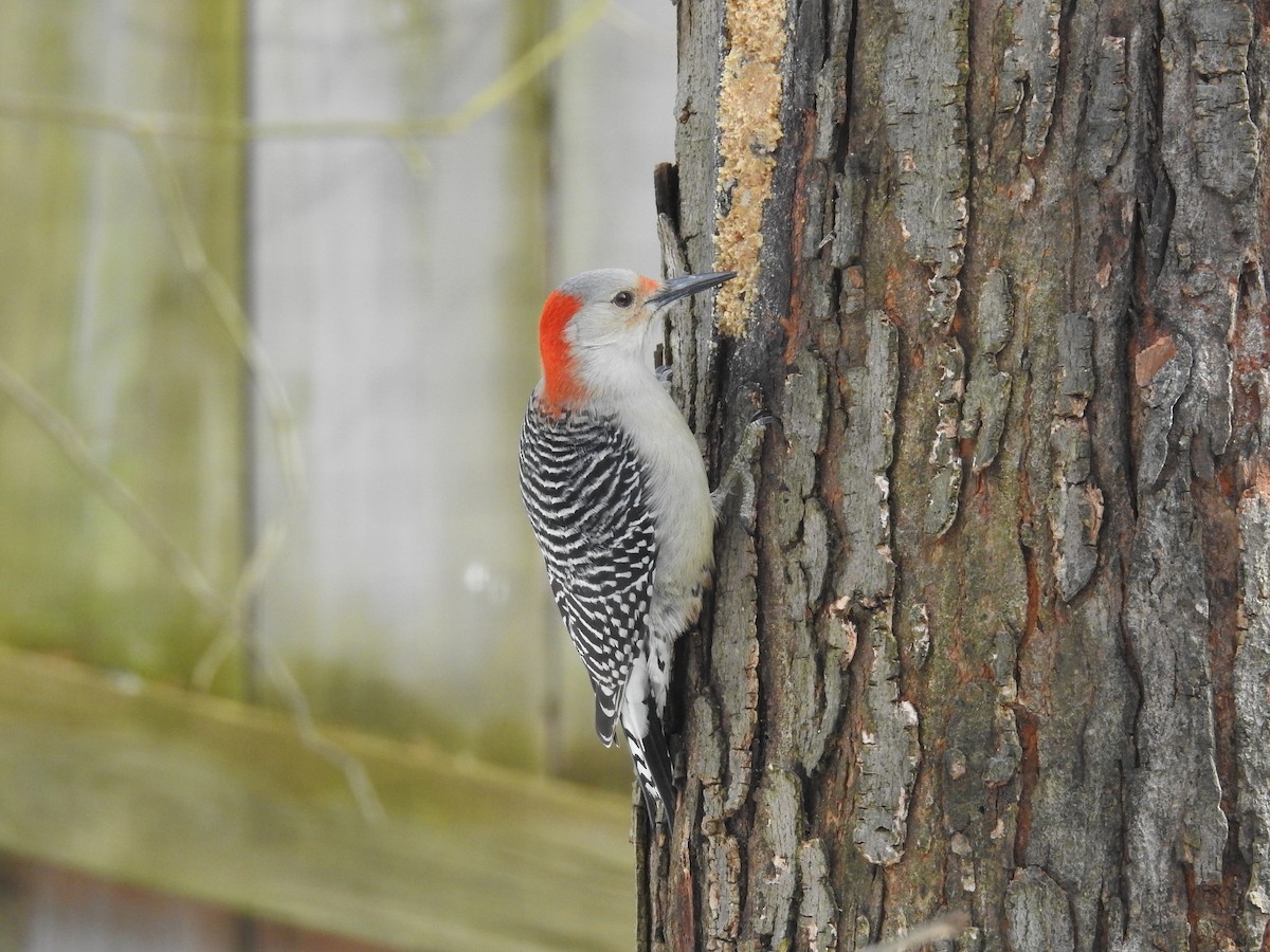 Red-bellied Woodpecker - ML210456311