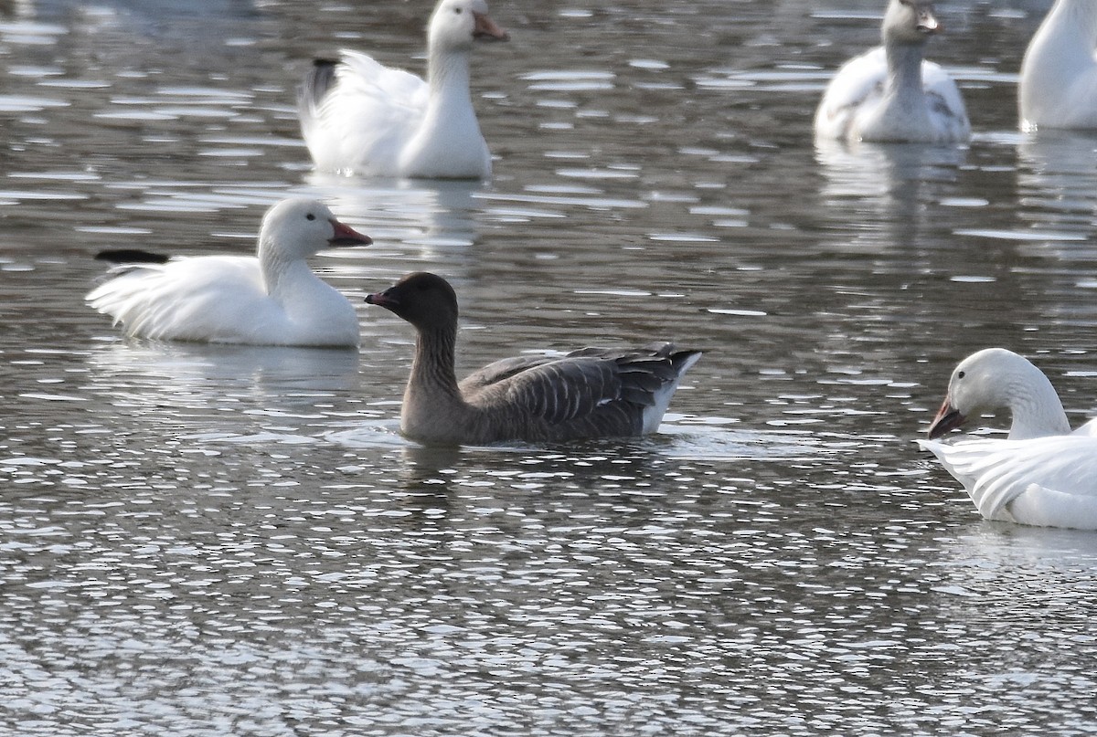 Pink-footed Goose - ML210457601