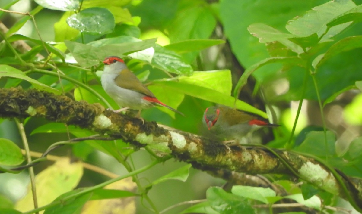 Red-browed Firetail - ML210460601