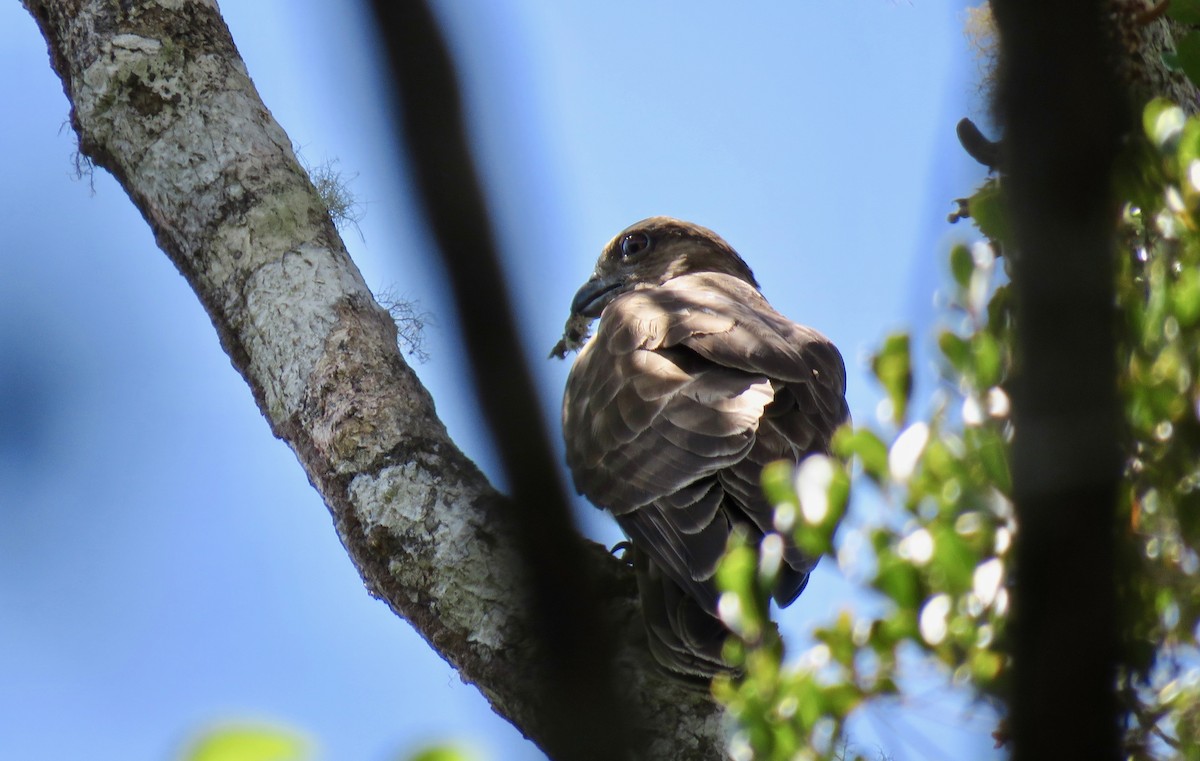 Madagascar Cuckoo-Hawk - Larry Moore