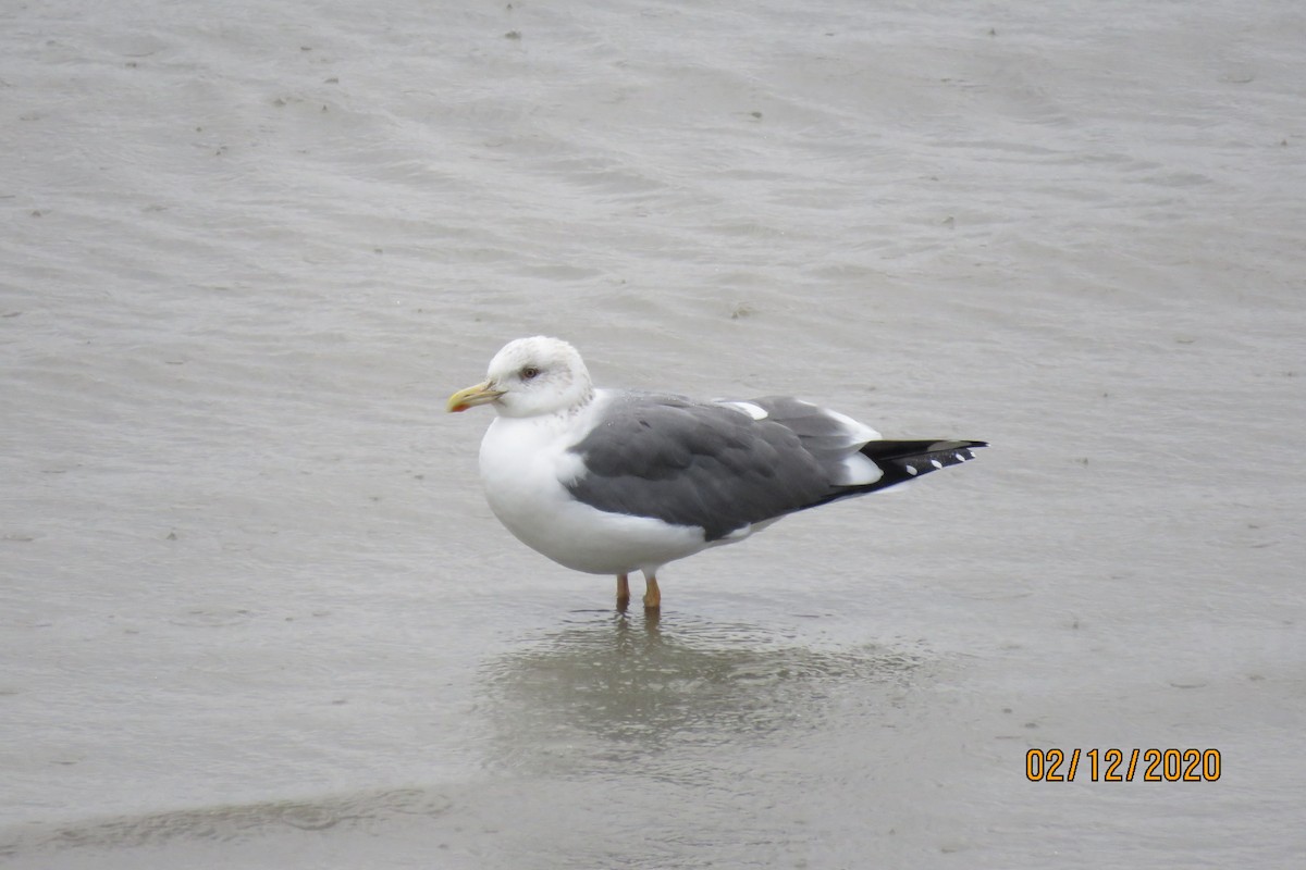 Lesser Black-backed Gull (taimyrensis) - Paul Wolter