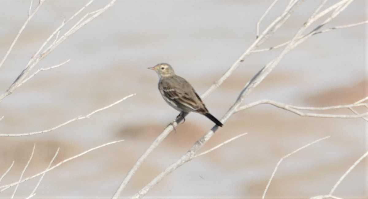 American Pipit - Peter Kennedy